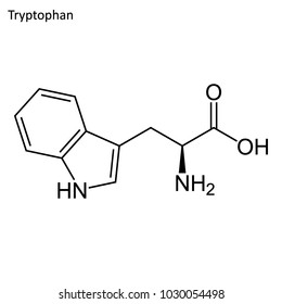 Skeletal formula of Tryptophan. Amino acid molecule