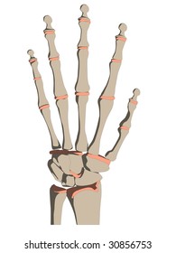 skeletal hand