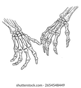 Mãos esqueléticas com garras, esboço de tinta preta e branca. Ilustração vetorial. Decoração de Halloween clássico - ossos, esqueletos e bruxas, isolado em um fundo branco. Para convites, postais, banners