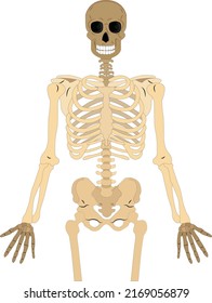 skeletal human bones isolated on white background. Vector illustration.  Illustration from vector about science and medical.