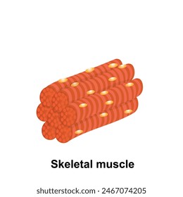 skeletal human muscle vector illustration