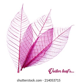 Skeletal leave with white background. Vector illustration.