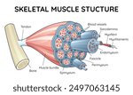 Skeletal muscle anatomy outline diagram. Structure with anatomical inner layers. Labeled educational medical vector illustration