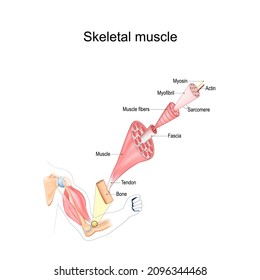 Skeletal Muscle anatomy. structure of Muscle fibers from Fascia and Tendon to Actin and Myosin. Vector poster