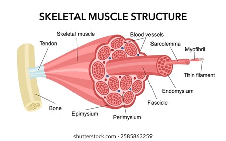 Skeletal muscle anatomy structure in flat design on white background.