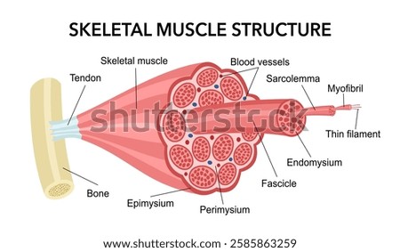 Skeletal muscle anatomy structure in flat design on white background.