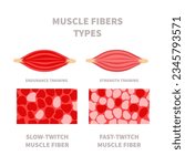 Skeletal muscle fiber types with slow twitch and fast twitch infographics. Red and white muscular tissue structure for aerobic and anaerobic exercises. Marathon runner vs sprinter. Vector illustration