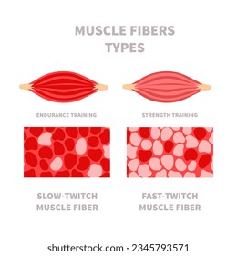 Skeletal muscle fiber types with slow twitch and fast twitch infographics. Red and white muscular tissue structure for aerobic and anaerobic exercises. Marathon runner vs sprinter. Vector illustration