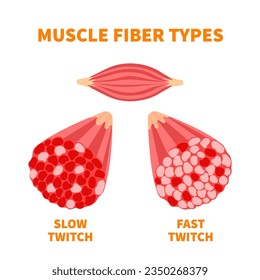 Tipos de fibra de músculo esquelético con infografía de sección transversal de trazo lento y trazo rápido. Estructura de tejidos musculares rojos y blancos para ejercicios aeróbicos y anaeróbicos. Ilustración vectorial deportiva.