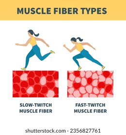 Skeletal muscle fiber types with slow twitch and fast twitch infographics. Red and white muscular tissue structure for aerobic and anaerobic exercises. Marathon runner vs sprinter. Vector illustration