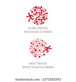 Skeletal muscle fiber types with slow twitch and fast twitch infographics. Red and white muscular tissue structure for aerobic and anaerobic exercises. Marathon runner vs sprinter. Vector illustration