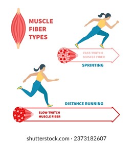 Skeletal muscle fiber types with slow twitch and fast twitch infographics. Red and white muscular tissue structure for aerobic and anaerobic exercises. Marathon runner vs sprinter. Vector illustration