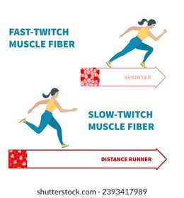 Skelettmuskelfaser-Typen mit langsamem Twitch und schnellen Twitch-Infografiken. Rote und weiße Muskelgewebe für aerobe und anaerobe Übungen. Marathonläufer gegen Sprinter. Vektorgrafik