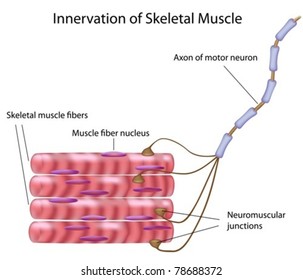 Skeletal Muscle Fibers And Motor Neuron In A Motor Unit