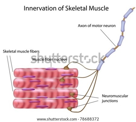skeletal muscle fibers motor neuron motor stock vector (royalty free For Small Motor Neuron Motor Unit skeletal muscle fibers and motor neuron in a motor unit