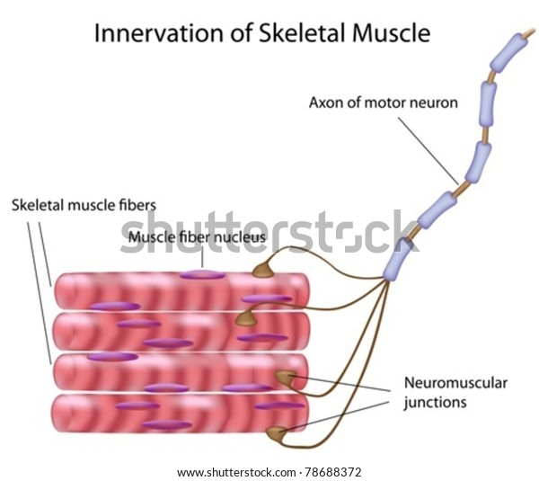 Skeletal\
muscle fibers and motor neuron in a motor\
unit