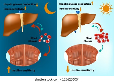 Skeletal Muscle And Liver Metabolism For The Regulation Of Systems Glucose Homeostasis. Insulin Sensitivity. Hepatic Glucose Production. 