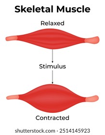 Skelettmuskelwissenschaft Design Vektorgrafik