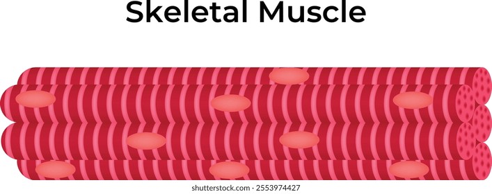 Skeletal Muscle Science Design Vector Illustration Diagram
