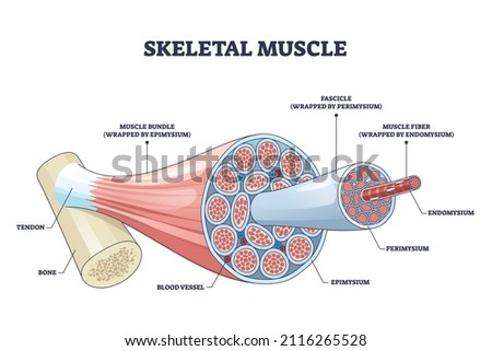 Skeletal muscle structure with anatomical inner layers outline diagram. labeled educational medical muscular section description with fascicle, epimysium, endomysium and fibers vector illustration.