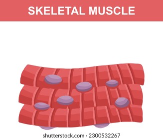 Skeletal Muscle Structure Diagram For Biology Assignments and Tests. Colorful Flat Vector Illustration