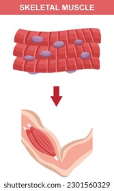 Skeletal Muscle Structure Diagram For Biology Assignments and Tests. Lesson Explainer. Colorful Flat Vector Illustration