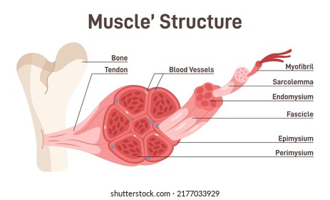 Skeletal muscle structure. Didactic scheme of anatomy of human muscular system. Voluntary control cells. Flat vector illustration