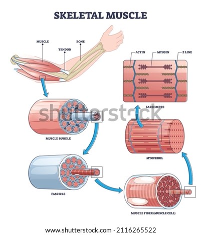 Skeletal muscle structure layers with anatomical arm closeups outline diagram. Labeled educational descriptions with bundle, fascicle, fibers, myofibril and sarcomere sections vector illustration.
