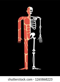 Skeletal muscle system. Skeleton and Muscular anatomy. Bones and muscles system human body 