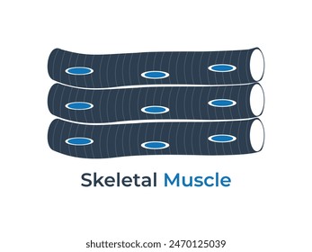 Skeletal Muscle Tissue flat icon vector illustration. Medical icon vector