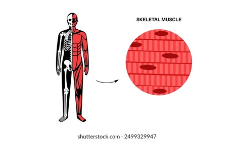 Skeletal muscle tissue structure. Skeleton with joints, cartilages and ligaments in the human body. Muscle fibers and connective tissue sheaths. Musculoskeletal anatomy flat vector medical anatomy.
