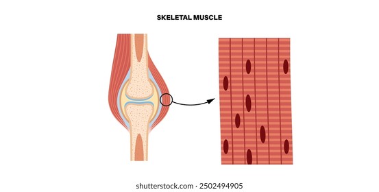 Skeletal muscle tissue structure. Skeleton with joints, cartilages and ligaments in the human body. Muscle fibers and connective tissue sheaths. Musculoskeletal anatomy flat vector medical anatomy.