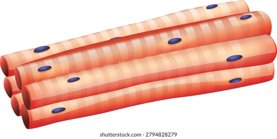 Skeletal muscle tissue vector illustration with striated muscle fibers anatomy medical diagram design
