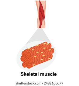 skeletal muscle with muscle vector