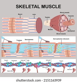 Skeletal Muscle Vector Hand Draw Stock Vector (Royalty Free) 2151163939 ...