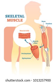 Skeletal Muscle Vector Illustration Diagram, Anatomical Scheme With Human Hand. Medical Educational Information. 