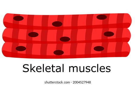 Skeletal Musles Of Human. Skeletal Striated Muscles. Skeletal Muscle Fibres. Striated Voluntary Muscle. Anatomy Of Human Muscles. Vector And Illustration.