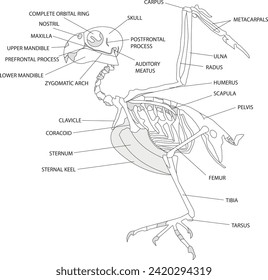 skeletal structure of birds, biology, visual, skeleton, skeletal system, birds, vector, evolution, kuşlarda iskelet yapısı, iskelet sistemi, biyoloji, kuş anatomisi, kuş iskeleti,kuşlarda kemik yapısı