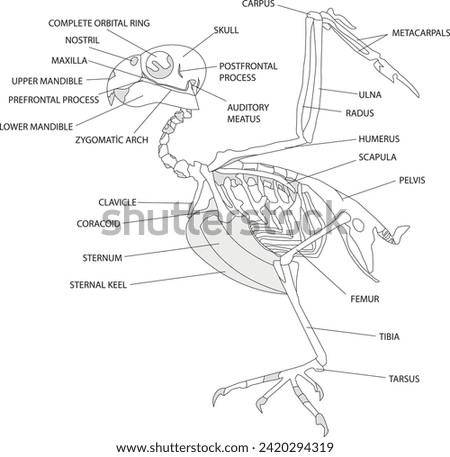 skeletal structure of birds, biology, visual, skeleton, skeletal system, birds, vector, evolution, kuşlarda iskelet yapısı, iskelet sistemi, biyoloji, kuş anatomisi, kuş iskeleti,kuşlarda kemik yapısı