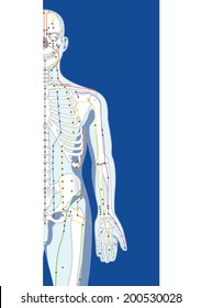 Skeletal structure and pressure points