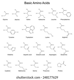 Skeletal Structures Of Basic Amino Acids, 2d, Vector, Eps 8