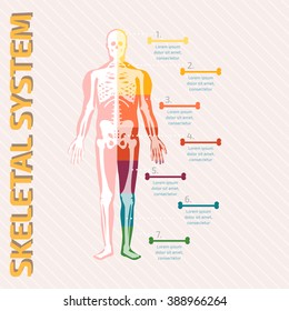 Skeletal System