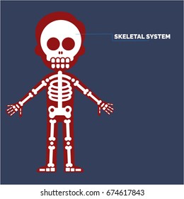 Skeletal System