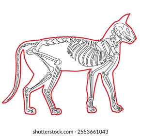 Skeletal system of animals. Animals Bone Structure hand drawing vector illustration