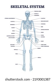 Skeletal system with body skeleton structure and anatomy outline diagram. Labeled educational medical physiology with skull, spine, ribs, hand and leg bones vector illustration. Biological human