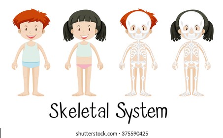 Skeletal system of boy and girl illustration