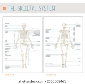 The skeletal system. Detailed Labeled Vector Illustration of the Human Skeleton: Comprehensive Front and Back Views