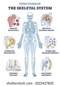 Skeletal System Functions Or Bone Anatomical Functionality Outline Diagram. Labeled Educational Spinal Or Joint Physiological Description As Protection, Supports And Movement Cause Vector Illustration