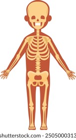 Skeletal system. Human anatomy illustration. Body bones isolated on white background