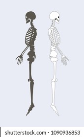 Skeletal system of human body black and white skeletons profile view of structure internal framework people bones vector illustration isolated on blue